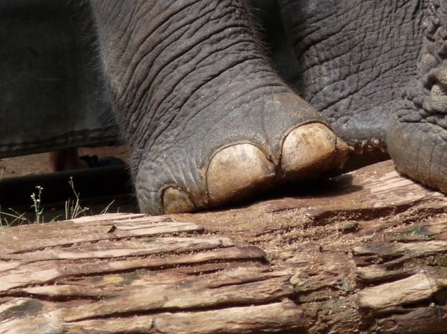 Click to enlarge Elephant toes