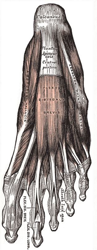 Click to enlarge foot