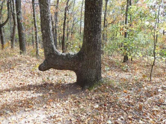 trail marker tree