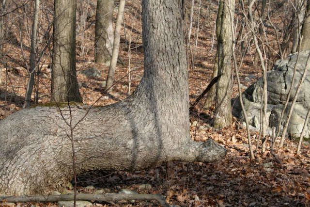 Click to enlarge trail marker tree
