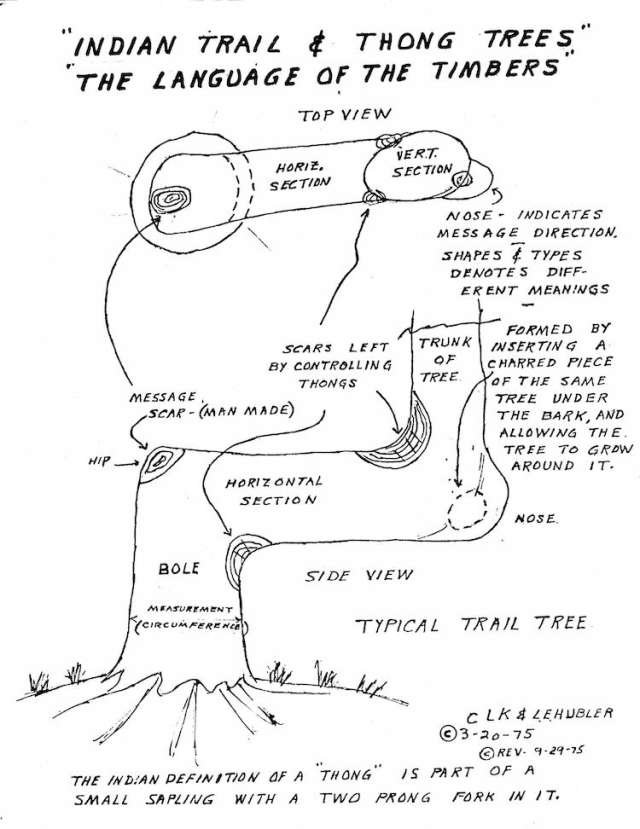 Click to enlarge trail marker tree