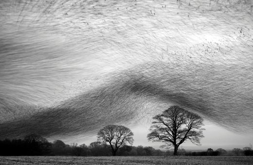 Click to enlarge Starling birds cloud