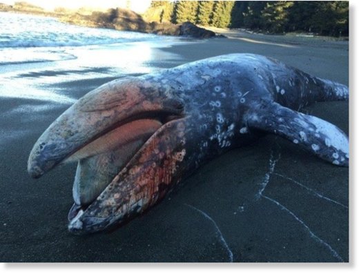 A grey whale washed up on the beach near Tofino