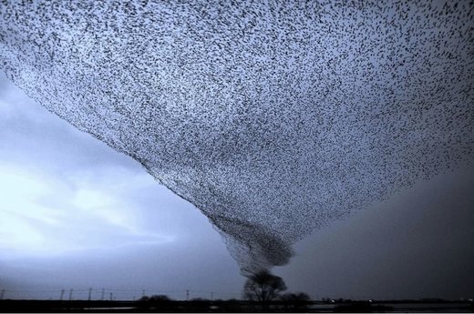 Click to enlarge Hurricane of birds