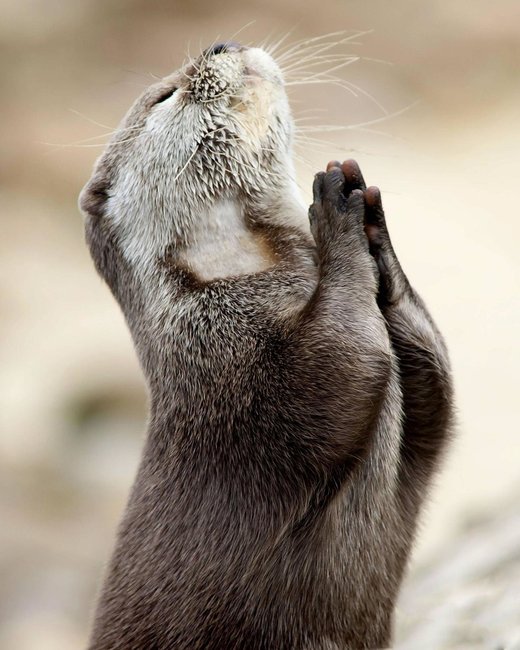 Click to enlarge More fish please Otter
