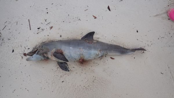The number of dead dolphins found in 2016 is at 36 