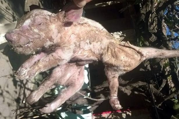 The 'spider-pig' died shortly after birth