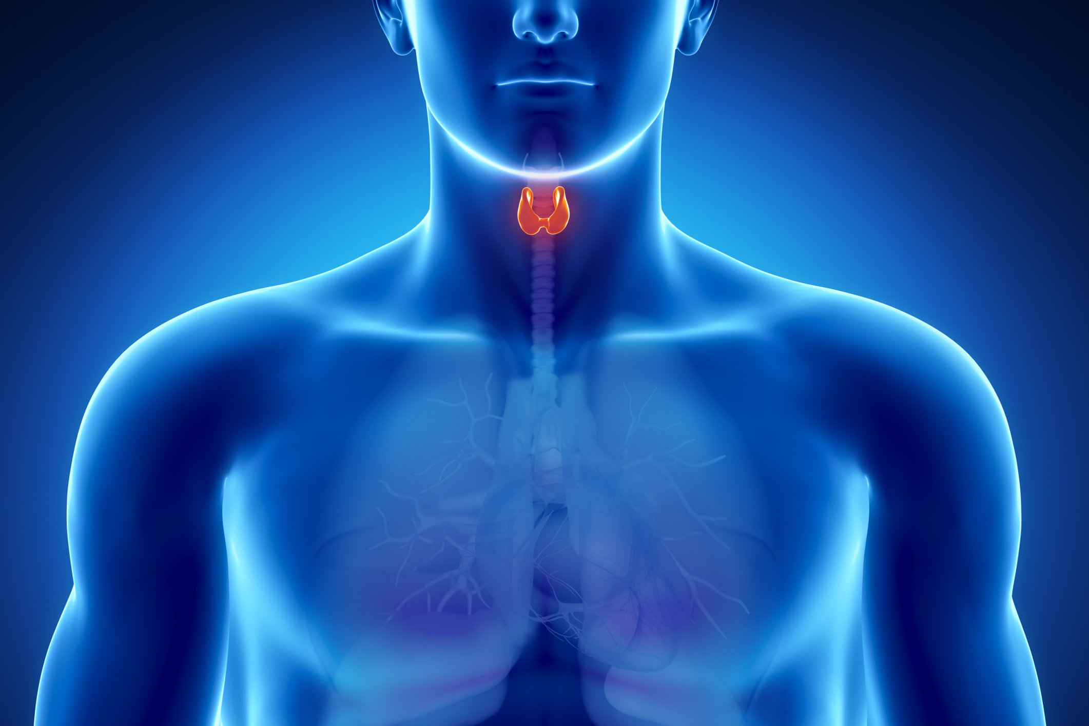 male thyroid diagram