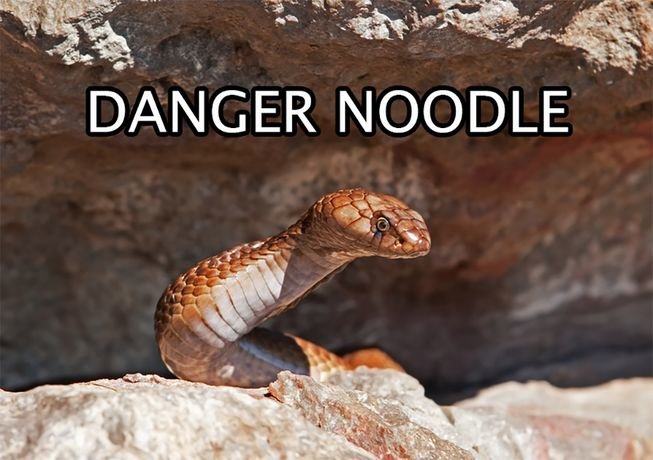 internet names animals