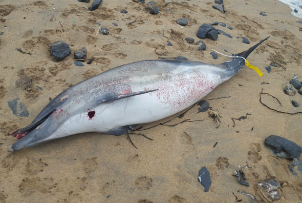 The common dolphin on Poldhu beach
