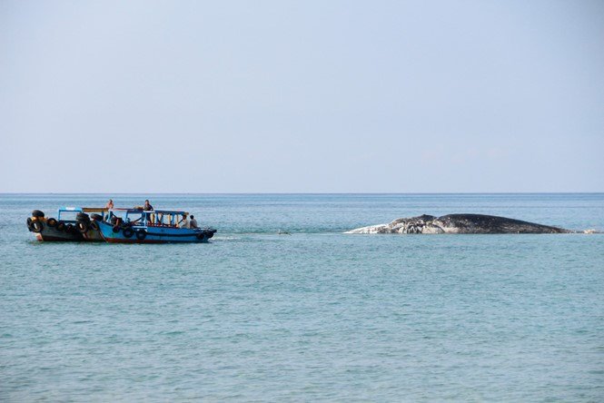 The floating body of the whale that was found dead on Phu Quy Island in Binh Thuan Province on April 4, 2016. 