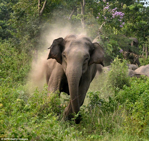 Charging elephant