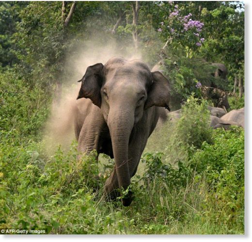 Charging elephant