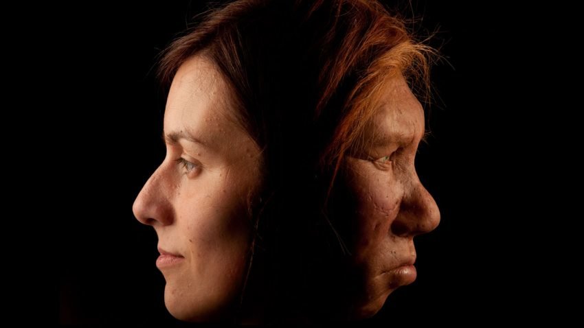 Click to enlarge neanderthals humans
