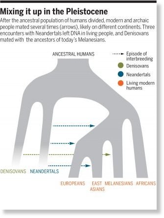 Click to enlarge ADAPTED FROM VERNOT ET AL./SCIENCE