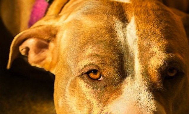 Stock image of a dog