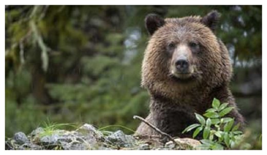 Bear in Woods