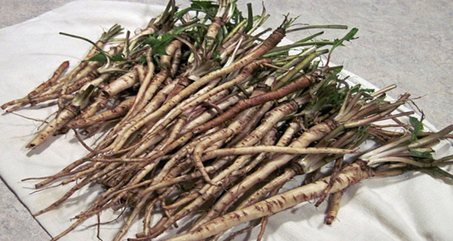Dandelion root