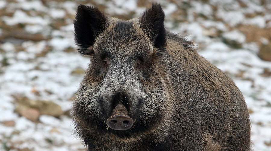 wild boar