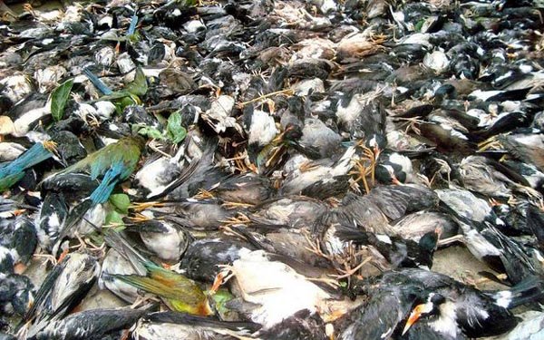 Dead birds