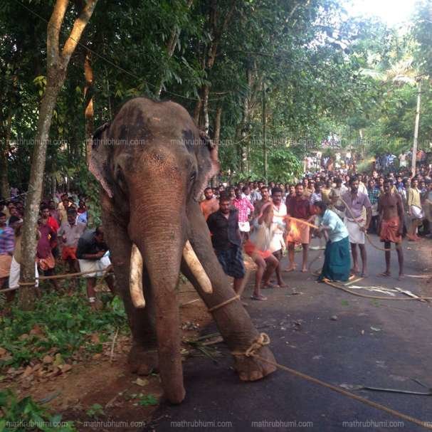 Chained elephant