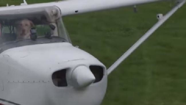 dog flying plane