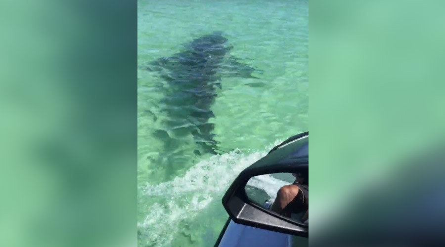 Shark attacks jet ski