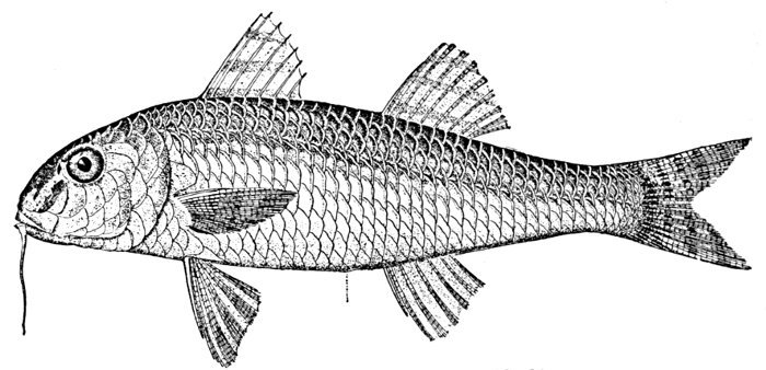 goatfish