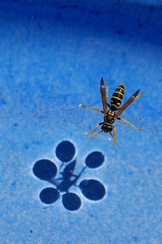 Click to enlarge water surface tension wasp