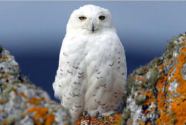 Snowy owl