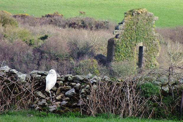 Snowy owl