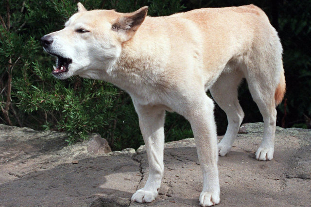 Dingo