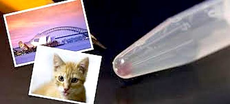 DNA pictures