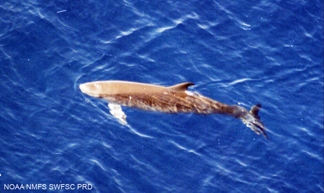 Dwarf sperm whale
