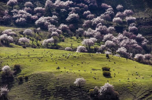 A herdsman in Alae village grazes sheep in a meadow abloom with almond flowers in Gongliu County, China on April 5, 2016. (Shen QiaoXinhua)