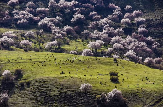 Click to enlarge A herdsman in Alae village grazes sheep in a meadow abloom with almond flowers in Gongliu County, China on April 5, 2016. (Shen QiaoXinhua)