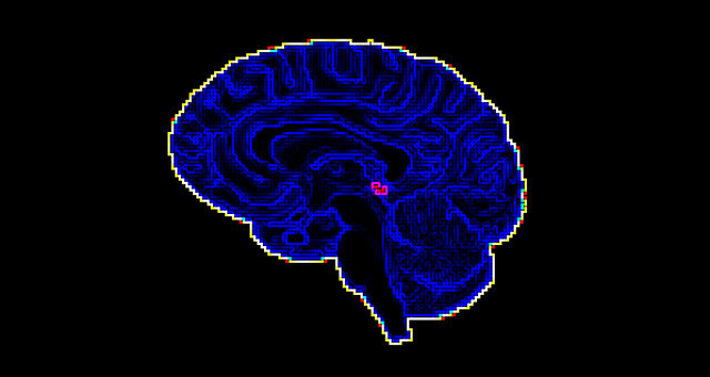 pineal gland
