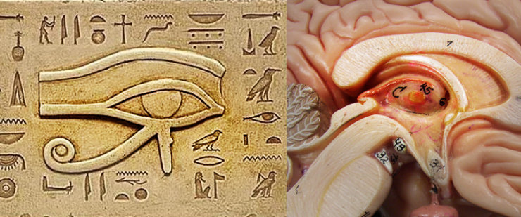 Click to enlarge pineal gland