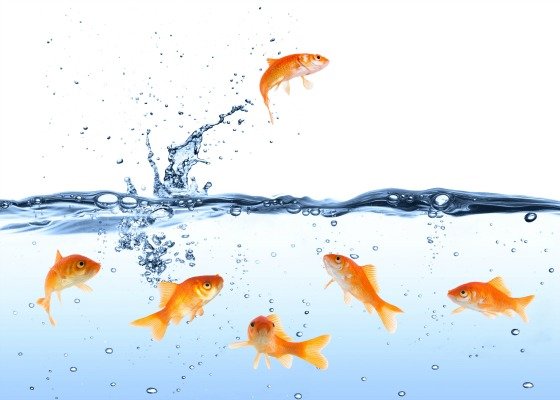 Click to enlarge goldfish