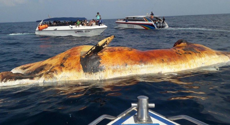 The whale's body was found by tour groups at Similan National Phuket. 