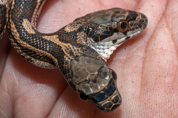 Without working together the snake was unable to bite anything effectively 