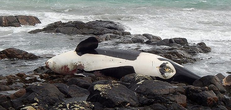 Click to enlarge stranded whale