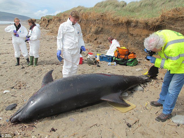 Click to enlarge stranded whales