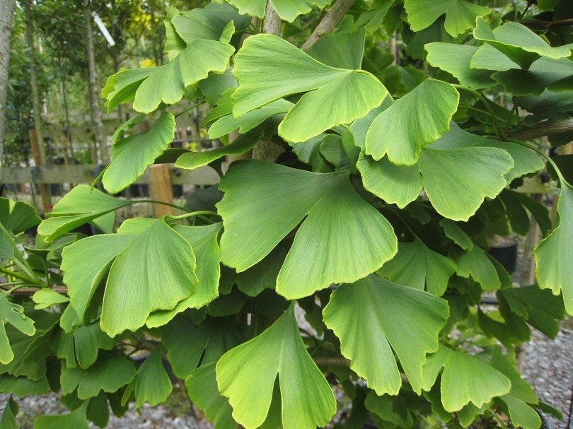 Click to enlarge ginko biloba