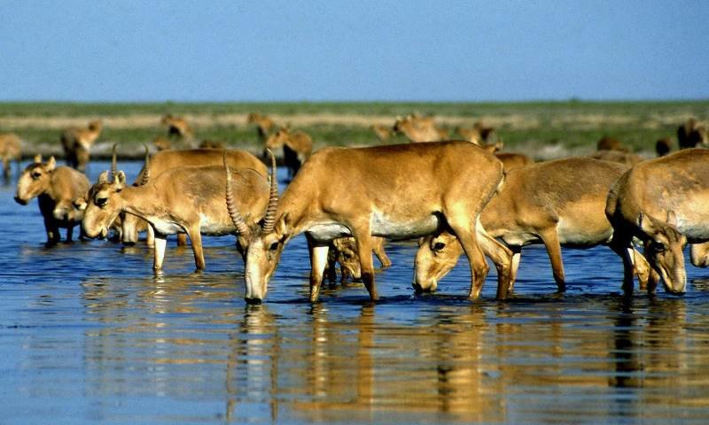Click to enlarge Saiga antelope deaths
