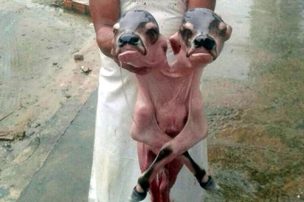 Click to enlarge Two headed calf