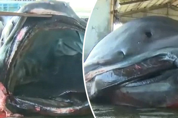 Click to enlarge Fishermen were stunned to when they saw the massive beast