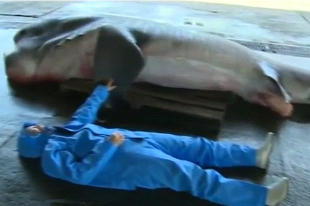Click to enlarge The shark was 16ft long