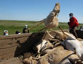 Click to enlarge antelope deaths asia