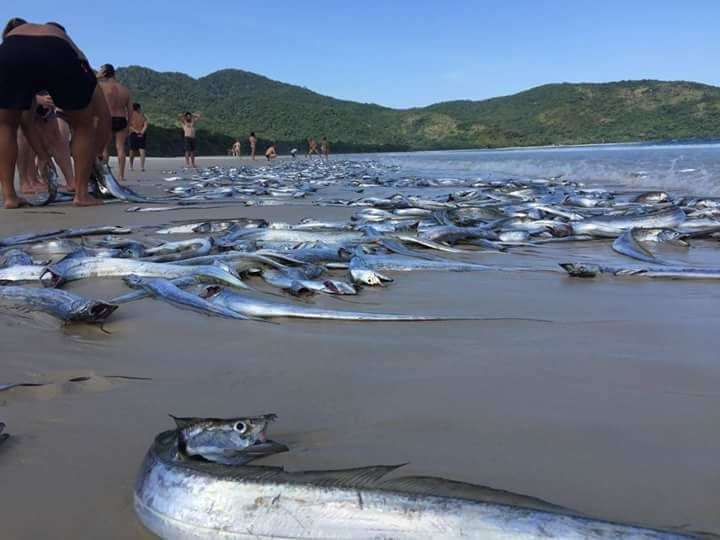 Dead swordfish